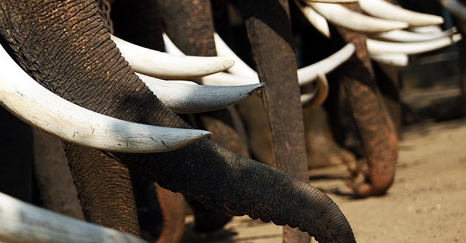 Elephant’s tusks are a blessing and a curse.