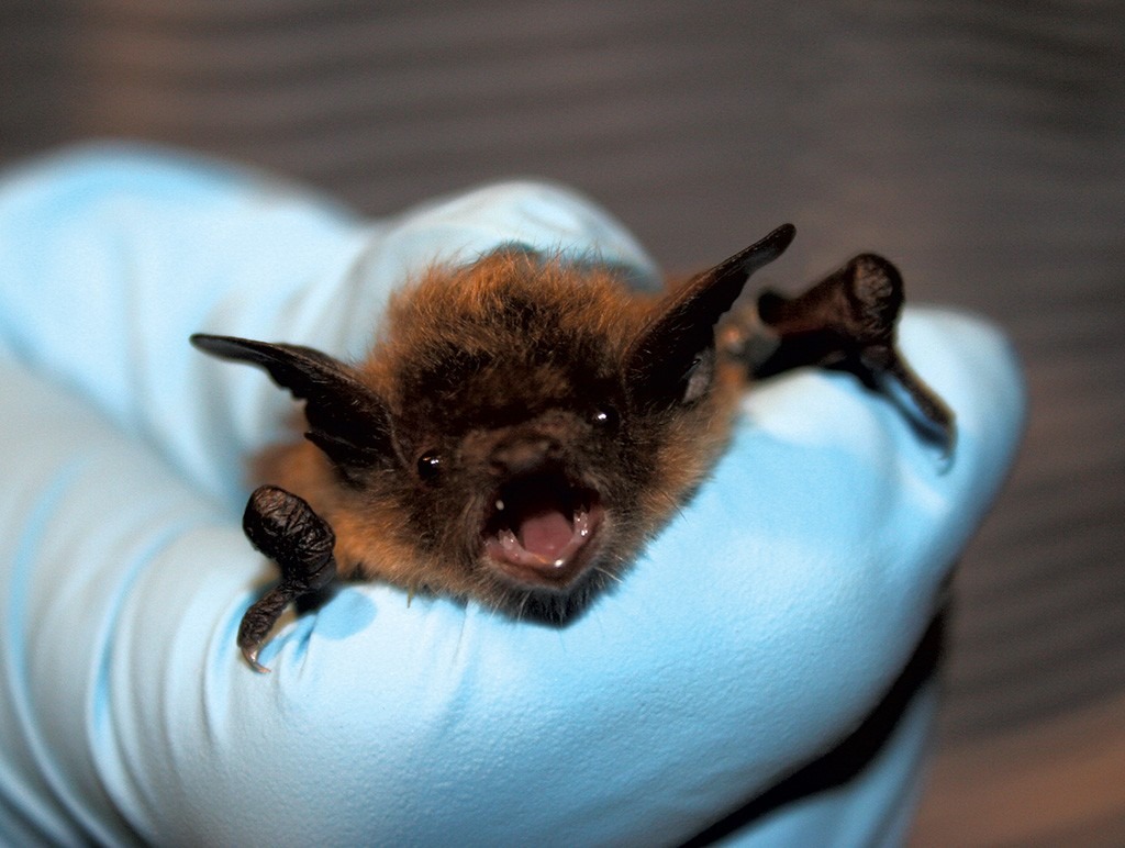 bats caused 60+ zoonotic viruses.