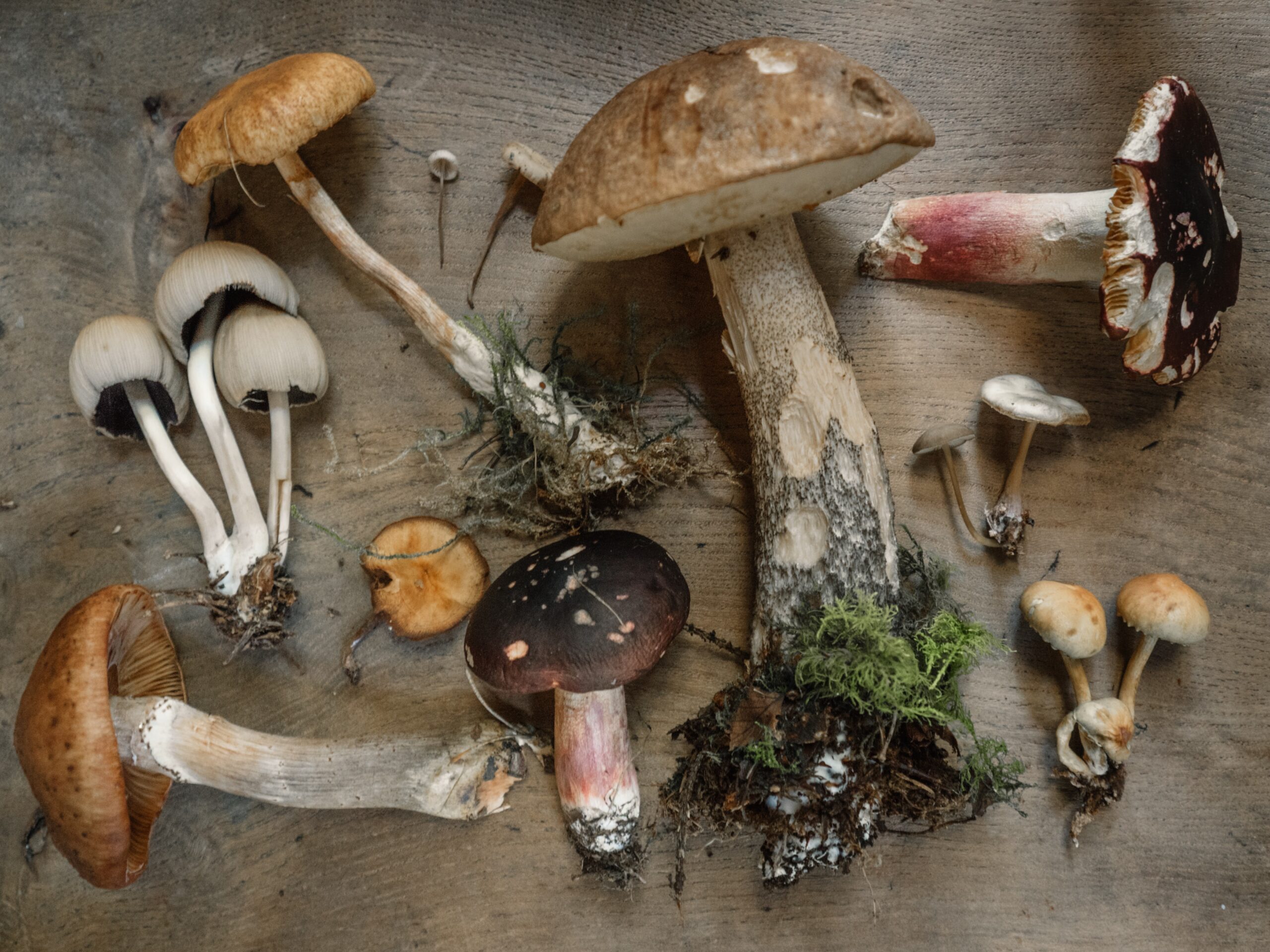 How can fungi cause health problems?