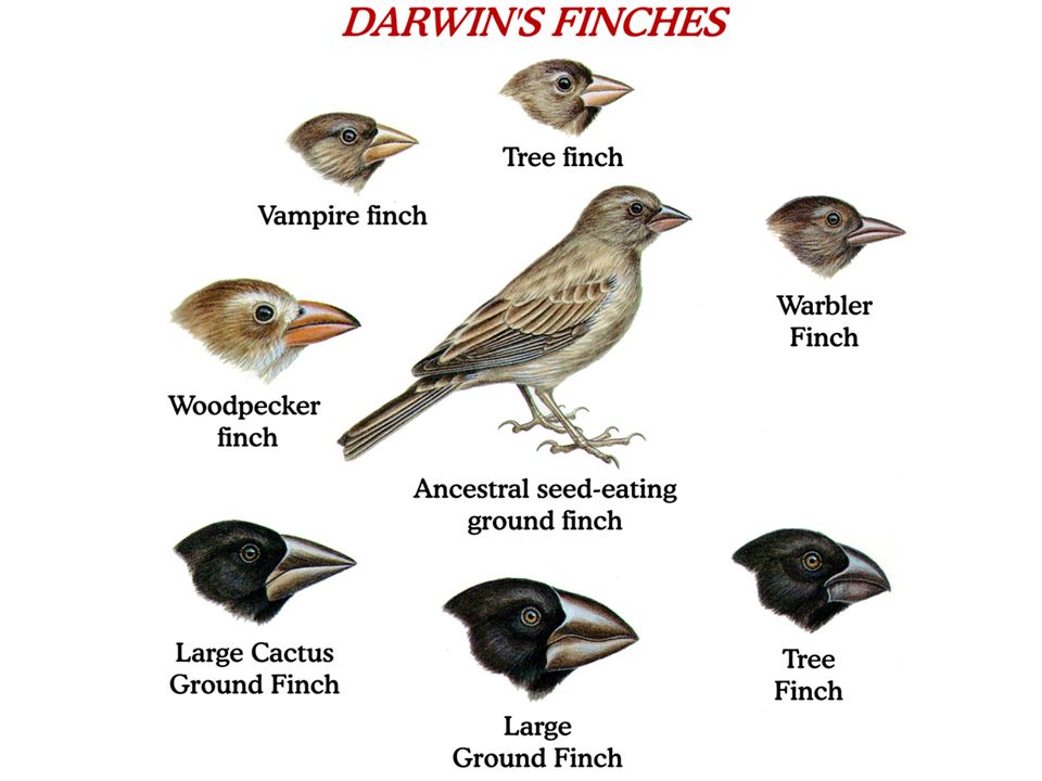 Adaptive radiation - Darwin Theory