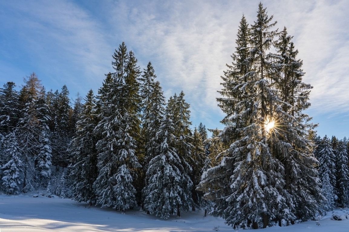 How can Pine trees survive in the winter?